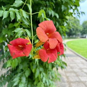 ノウゼンカズラ,山野草,花のある暮らし,日当たり良好,今日のお花の画像