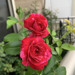 アブラカタブラ,バラ 鉢植え,ばら バラ 薔薇の画像