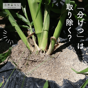 スイートコーン,植物のある暮らし,肥料,自然のある暮らし,おうち園芸の画像