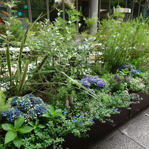 植栽,街の植栽,丸の内,bota出張の画像