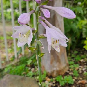 ギボウシ,スジギボウシ,ギボウシ（ホスタ）の花,ボタニカルライフ,癒されるの画像