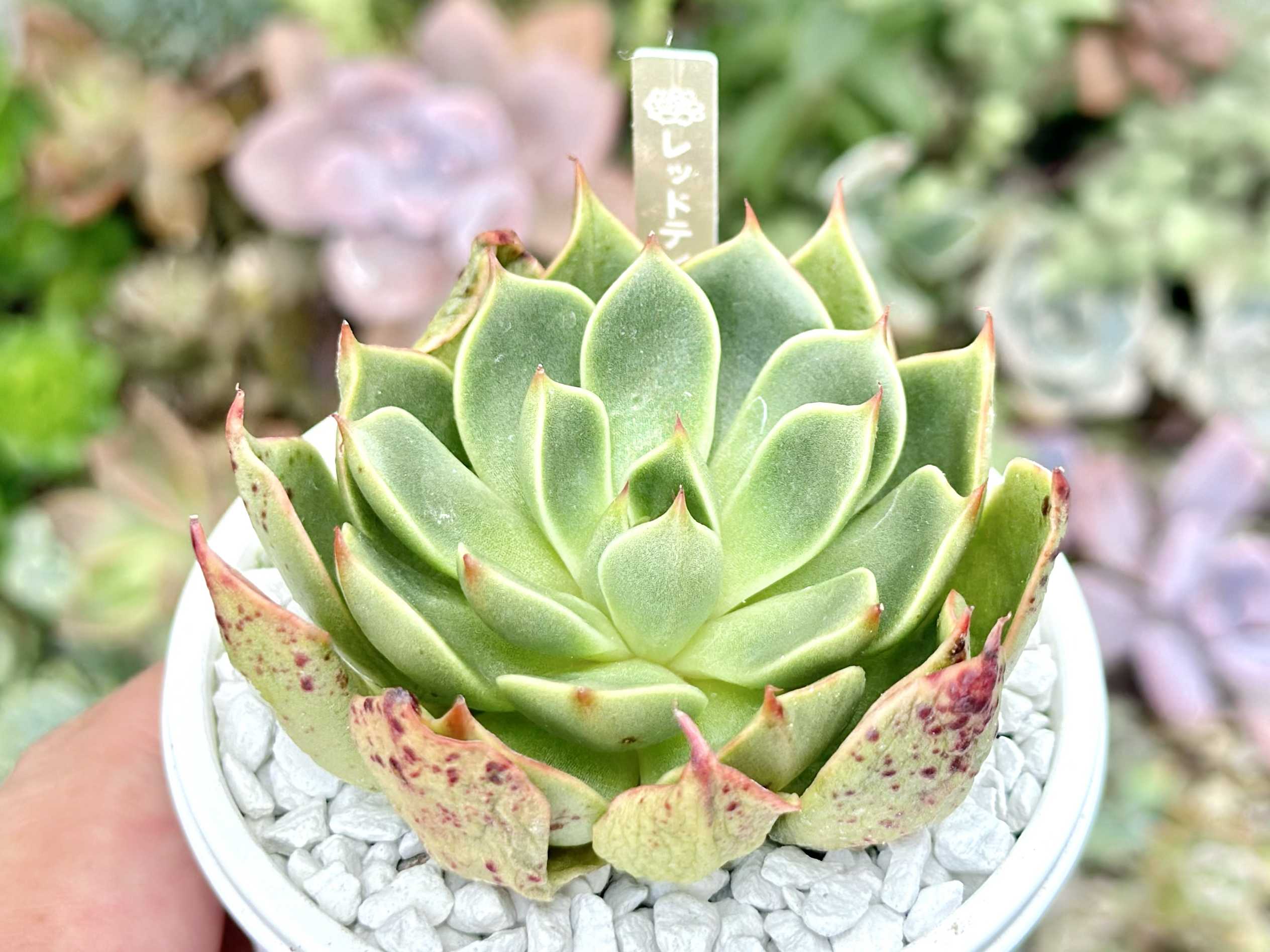 ラブファイヤーの育て方｜🍀GreenSnap（グリーンスナップ）