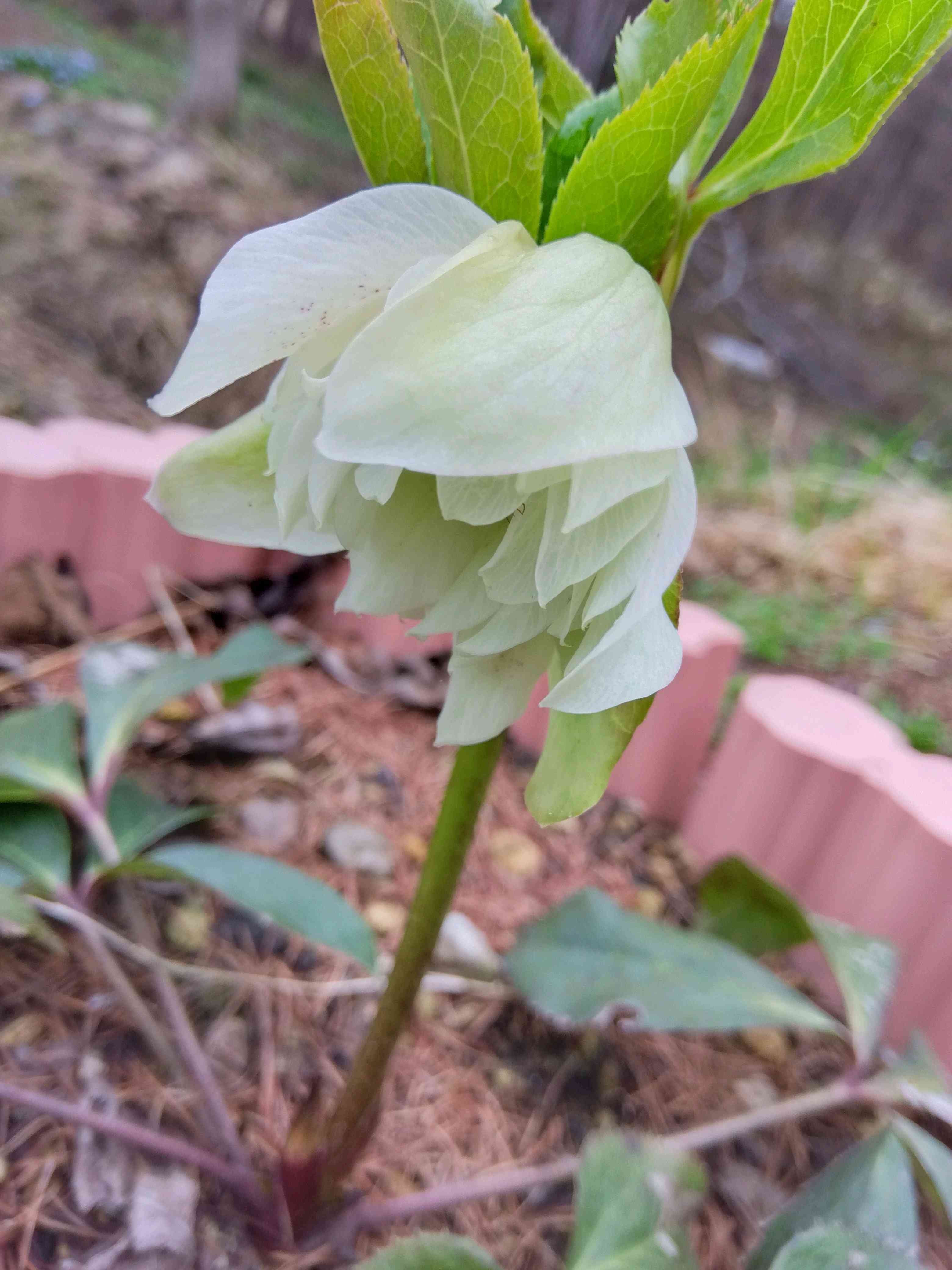 クリスマスローズ〜赤ちゃん苗からの育成|🍀GreenSnap クリスマスローズ〜赤ちゃん苗からの育成|🍀GreenSnap