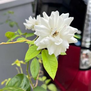 花のある暮らし,白いお花,金曜日ローズショー,車庫の画像