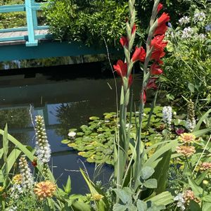 睡蓮の池♪,屋上庭園,今日も笑顔で,素敵な一日を,お花に癒されて❤️の画像