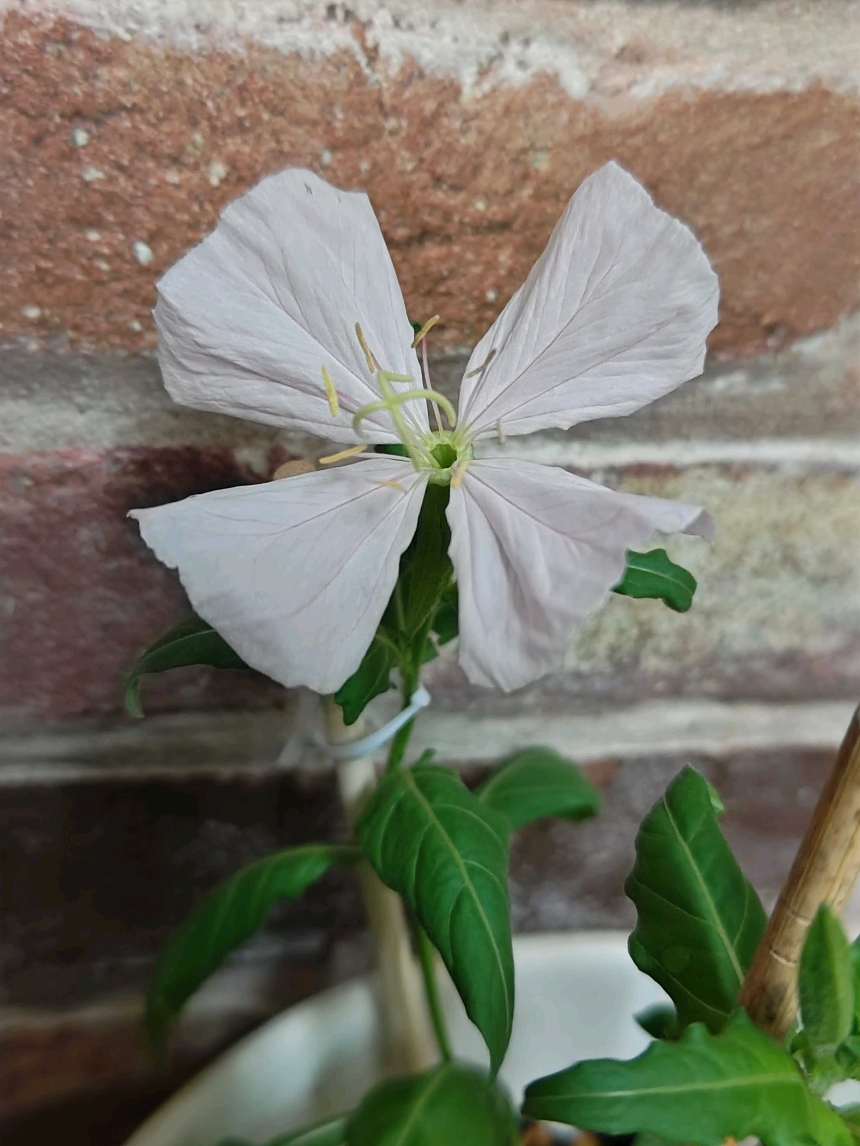 No.53 月見草(希少種•夜咲き白花)の観察記録📝｜🍀GreenSnap（グリーン