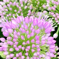 アリウム,アリウム ミレニアム,癒し,キレイ☆,ピンクのお花の画像