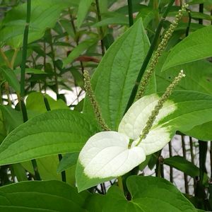 ガーデン,夏の花,季節の花,東京,花のある暮らしの画像