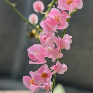 アサヒカズラ,アサヒカズラの花,温室,可愛くて,癒やされての画像