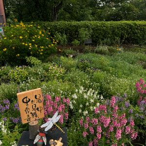 手作り,ヒルガオ科,イワタバコ科,花大好き,美しく青きドヨウの画像