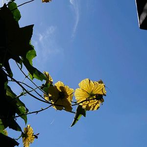 ヘチマの花(雄花),グリーンカーテン,スマホ撮影,蔓性植物,天草市の画像