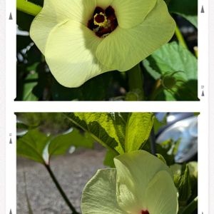 オクラの花,プランター野菜,かわいい花,今日の収穫,うれしい♡の画像