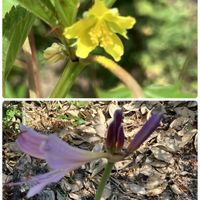 モロヘイヤ,丸オクラ,モロヘイヤの花,かえでの葉,彼岸花　ひがんばなの画像