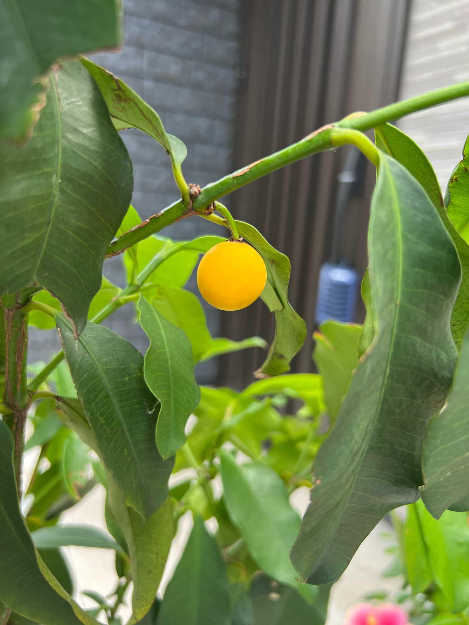 レモンドロップマンゴスチン 成長記録｜🍀GreenSnap（グリーンスナップ）