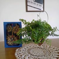 トキワシノブ,かぎ編み,編み物大好きの画像