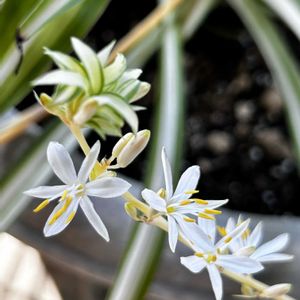 オリヅルランの花,白い花,軒下,今日のお花,ちっちゃいものクラブの画像