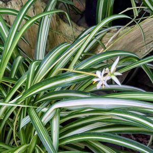 オリズルラン,オリズルランのお花,温室,癒やされて,水生植物公園みずの森の画像