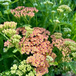 ノコギリソウ,花壇,花のある暮らし,日当たり良好,今日のお花の画像