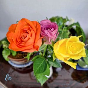 切り花,切り花を楽しむ,ばら バラ 薔薇,ビューティフル サンデー,2019同期の画像