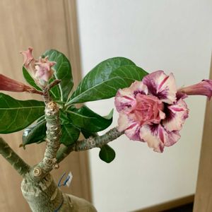 砂漠のバラ,アデニウム オベスム,観葉植物,家中植物だらけ,階段/廊下の画像