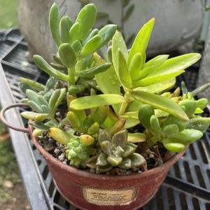 多肉植物 寄せ植え,簡易温室,埼玉県,埼玉タニラー,幸せを感じるの画像