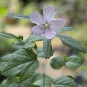 植木鉢,花いろいろ,バラと夢CLUB,おうち園芸,2019同期の画像