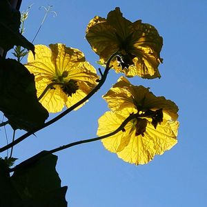 ヘチマの花(雄花),ヘチマの花(雄花),グリーンカーテン,黄色いお花,スマホ撮影の画像