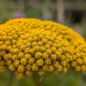 セイヨウノコギリソウ,セイヨウノコギリソウ,キバナノコギリソウ,花散歩,ハーブ園の画像