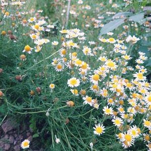 ダリア,ローマンカモミール,花壇,グランドカバー,北海道の画像