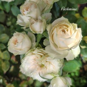 バラ,バラ 鉢植え,薔薇♪,薔薇♡,バラを楽しむの画像