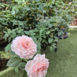 バラ,バラ 鉢植え,薔薇♪,薔薇♡,バラを楽しむの画像