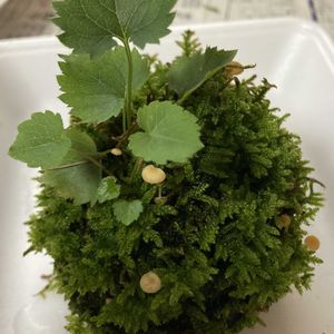 苔玉,チシマキキョウ？の画像