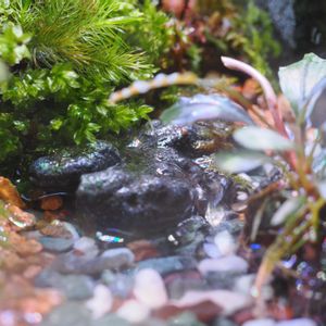 テラリウム,苔リウム,苔テラリウム,水槽,アクアテラリウムの画像