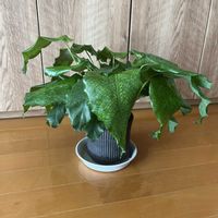 カラテア,カラテア・ムサイカ（モザイク）,観葉植物,カラテア属,アジサイフェア 2026 フォトコンテストの画像
