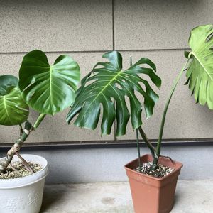 モンステラ,モンステラ,モンステラ デリシオーサ,観葉植物,100均観葉植物の画像