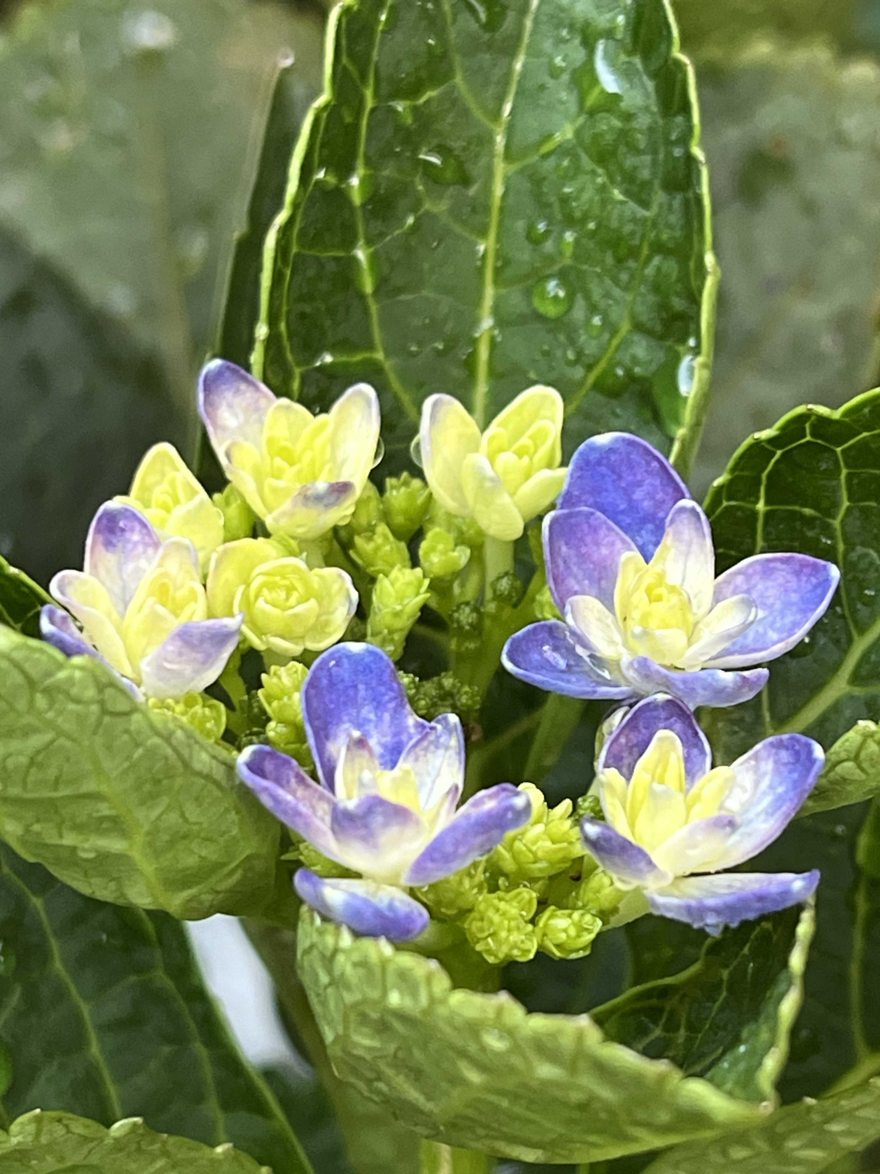 塩原花園の一覧|🍀GreenSnap(グリーンスナップ) 塩原花園の一覧|🍀GreenSnap(グリーンスナップ)