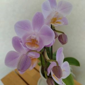 ミニ胡蝶蘭,花のある暮らし,変わらぬ愛,花に託して,花に支えられての画像