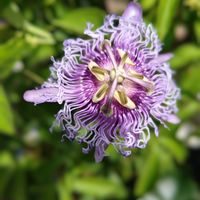 トケイソウ,常備菜,いつもの公園,いつもの公園1️⃣の画像