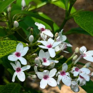 プセウデランテマム・レティクラツム,温室,水生植物公園みずの森,滋賀県草津市,葉も綺麗の画像