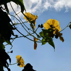 ヘチマの花(雄花),ヘチマの花(雄花),グリーンカーテン,黄色いお花,スマホ撮影の画像