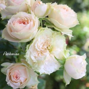 バラ,バラ 鉢植え,薔薇♪,薔薇♡,バラを楽しむの画像