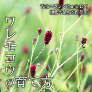 ガーデニング,花のある暮らし,緑のある暮らし,植物のある暮らし,肥料の画像