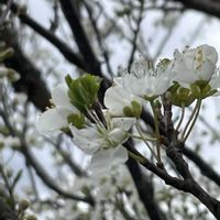 スモモ,花壇,ガーデニング,庭木,果樹の画像