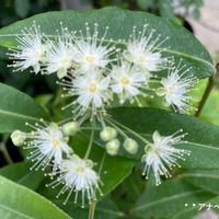 レモンマートル,ホヤ・カルノーサ・リップカラー,ビンカ・ブラックベリー,花のある暮らし,お花大好き♡の画像