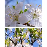 スモモ,スモモジャム,今が旬,今日のお花,暑中お見舞い申し上げますの画像