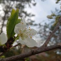 スモモ,スモモ,花言葉,大好きなお花,全てに祈りを♪の画像