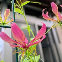 グロリオサ,ナンキンハゼの花,散歩道,ナンキンハゼの花初めて,ほっこり笑顔にの画像