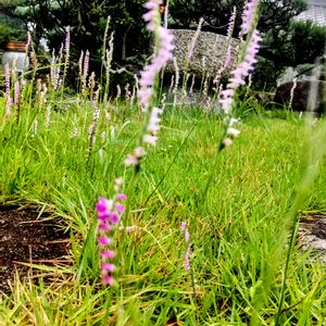 ネジバナ,芝生,今日のお花,広島県,自宅の庭の画像