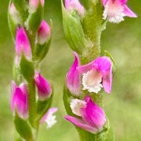 ネジバナ,ネジバナ,実家から,今日のお花,ほんとうの空のある福島の画像