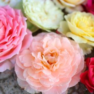 バラ,バラ 鉢植え,薔薇♪,薔薇♡,バラを楽しむの画像